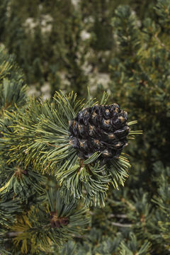 Image of whitebark pine