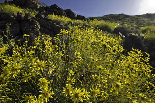 Sivun Encelia farinosa A. Gray ex Torr. kuva