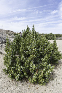 Sivun Juniperus californica Carrière kuva