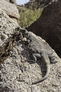 Image of Common Chuckwalla