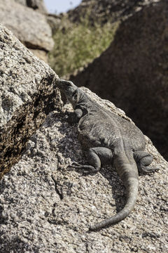 Imagem de Sauromalus ater Duméril 1856