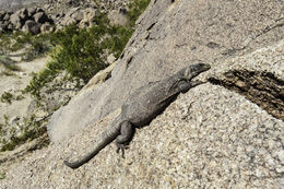 Image of Common Chuckwalla