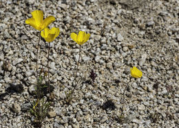 Image of desert poppy