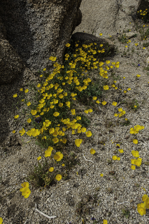 Image of desert poppy