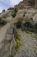 Image of desert poppy