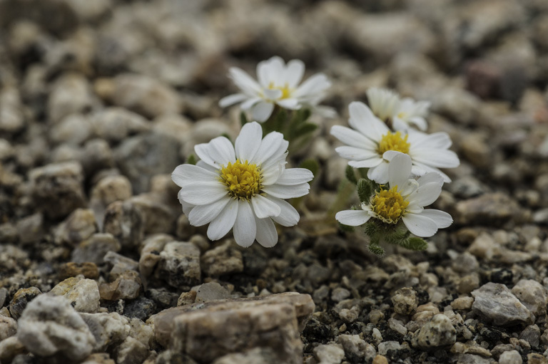 Imagem de Monoptilon bellioides (A. Gray) H. M. Hall