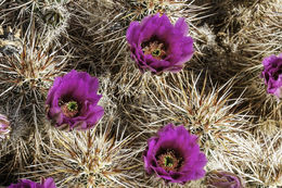 Image of Engelmann's hedgehog cactus