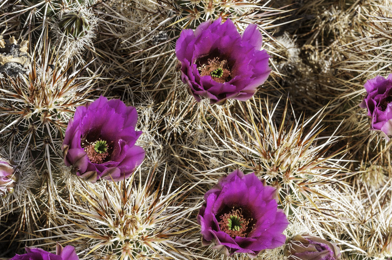 Image de Echinocereus engelmannii (Parry ex Engelm.) Lem.