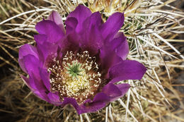 Image of Engelmann's hedgehog cactus