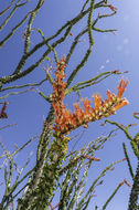 Image of ocotillo