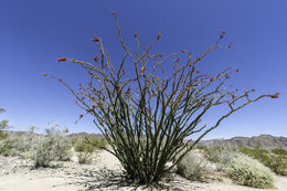 Image of ocotillo