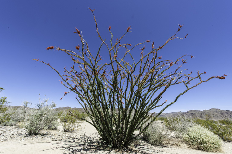 Image of ocotillo