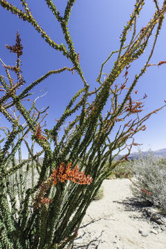 Imagem de Fouquieria splendens Engelm.