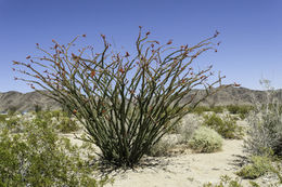 Image of ocotillo