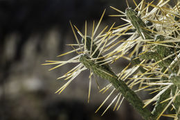 Imagem de Cylindropuntia ramosissima (Engelm.) F. M. Knuth