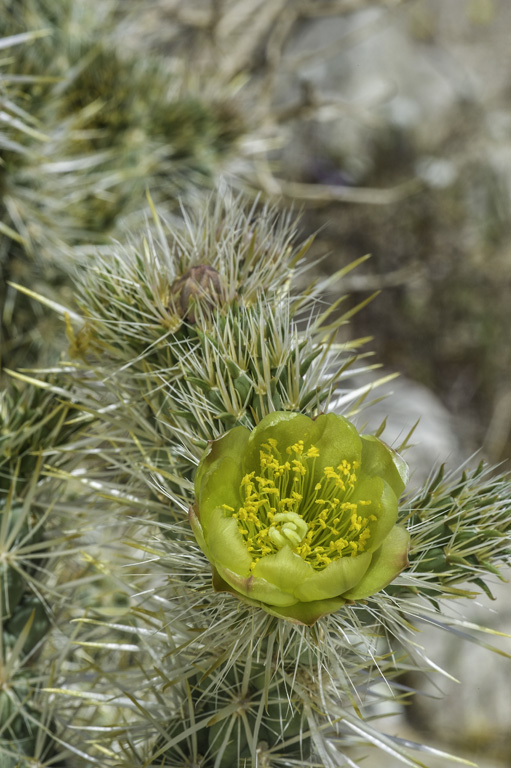 Image of Wiggins' cholla