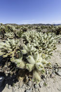 Image of teddybear cholla