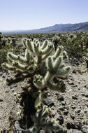 Image of teddybear cholla