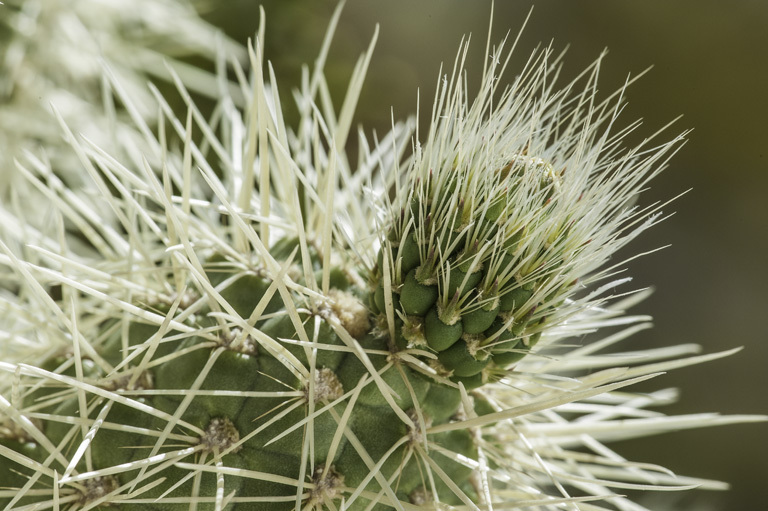 Image of teddybear cholla