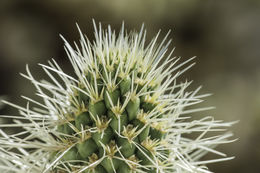 Image of teddybear cholla