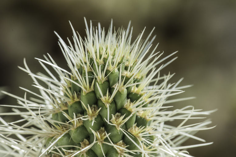 Image of teddybear cholla