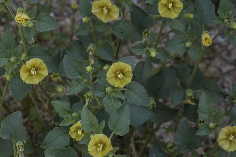 Image of yellow nightshade groundcherry