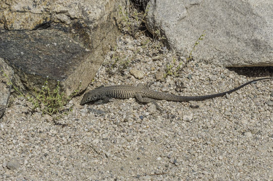 Image of Aspidoscelis tigris stejnegeri (Van Denburgh 1894)