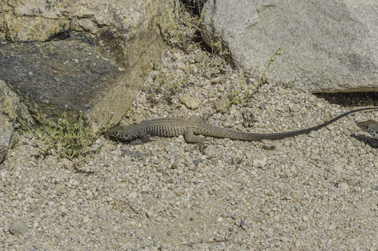 Image of Aspidoscelis tigris stejnegeri (Van Denburgh 1894)