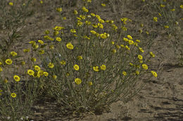 Image of desert marigold