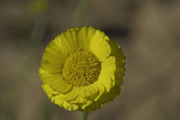 Image of desert marigold