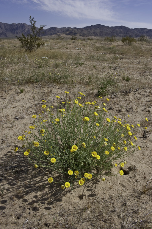 Image of desert marigold