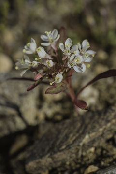 Eremothera boothii (Douglas) W. L. Wagner & Hoch的圖片