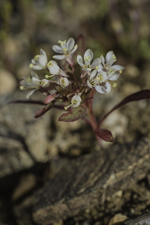 Eremothera boothii (Douglas) W. L. Wagner & Hoch的圖片