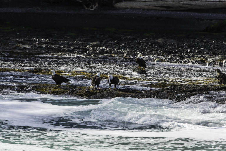 Image of Bald Eagle