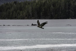 Image of Bald Eagle