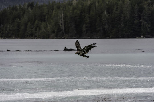 Imagem de Haliaeetus leucocephalus (Linnaeus 1766)