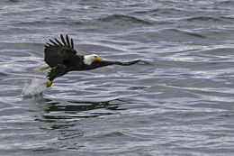 Imagem de Haliaeetus leucocephalus (Linnaeus 1766)