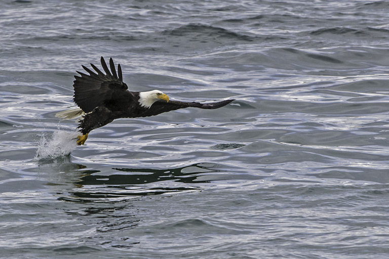 Image of Bald Eagle