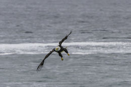 Image of Bald Eagle