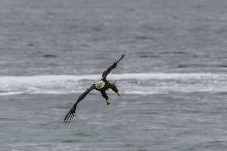 Imagem de Haliaeetus leucocephalus (Linnaeus 1766)