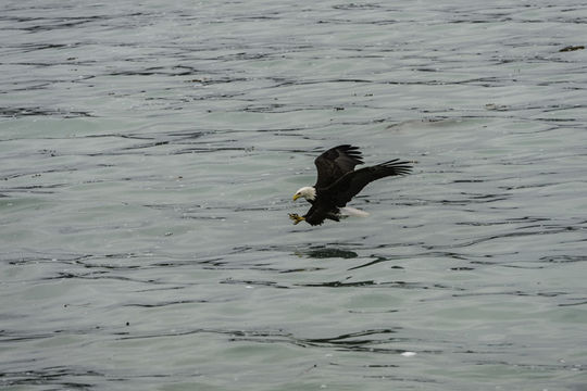 Image of Bald Eagle