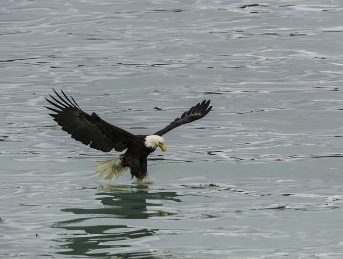 Image of Bald Eagle