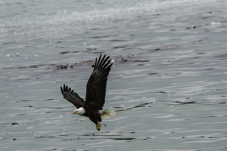 Image of Bald Eagle