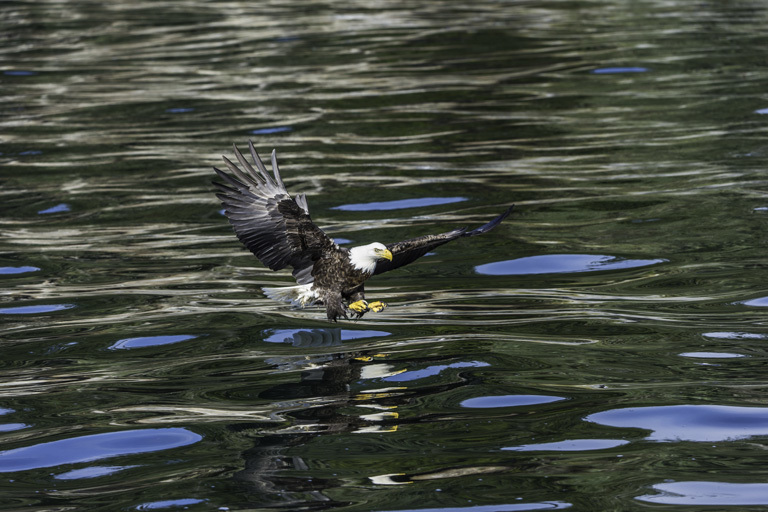 Imagem de Haliaeetus leucocephalus (Linnaeus 1766)