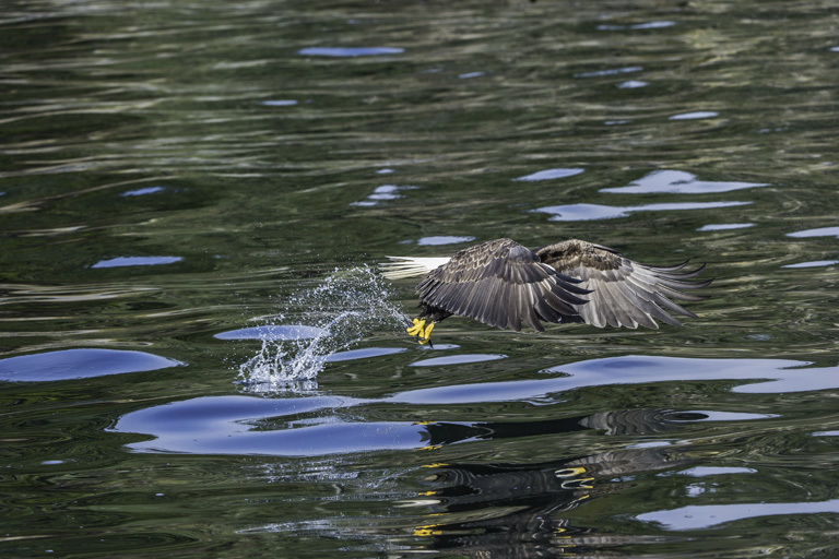 Imagem de Haliaeetus leucocephalus (Linnaeus 1766)