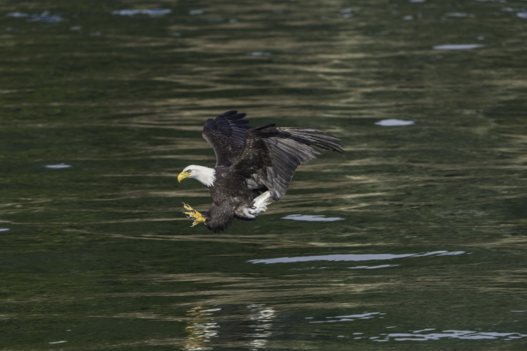 Imagem de Haliaeetus leucocephalus (Linnaeus 1766)