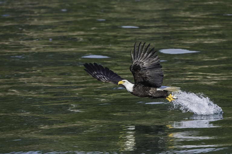 Imagem de Haliaeetus leucocephalus (Linnaeus 1766)