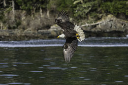 Imagem de Haliaeetus leucocephalus (Linnaeus 1766)