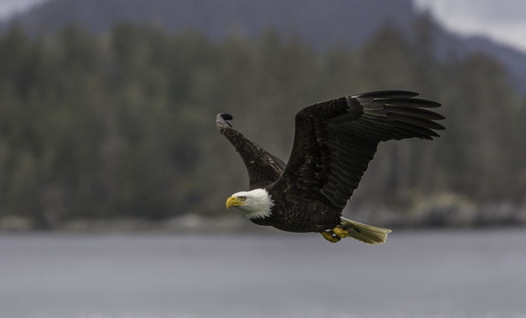 Imagem de Haliaeetus leucocephalus (Linnaeus 1766)