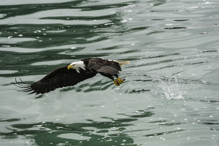 Imagem de Haliaeetus leucocephalus (Linnaeus 1766)